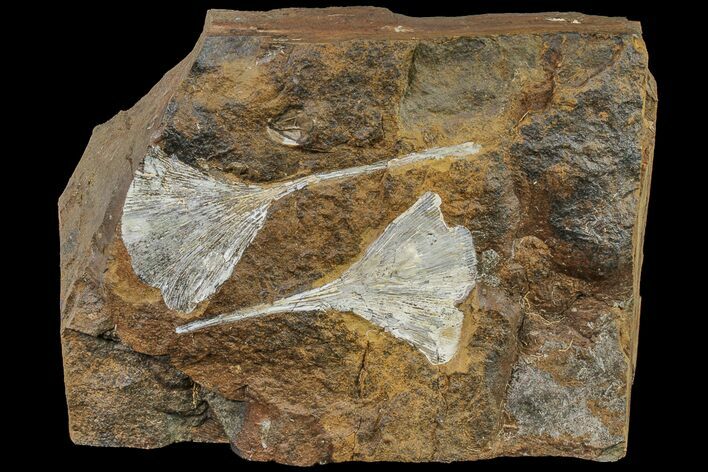 Two Paleocene, Fossil Ginkgo Leaves - North Dakota #161652